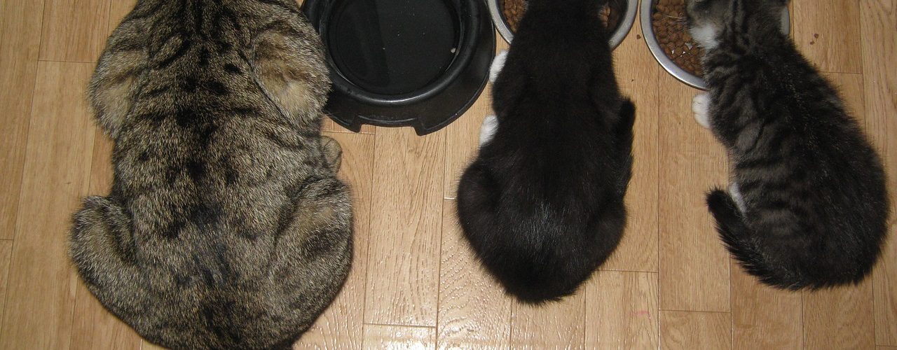 nourriture chat