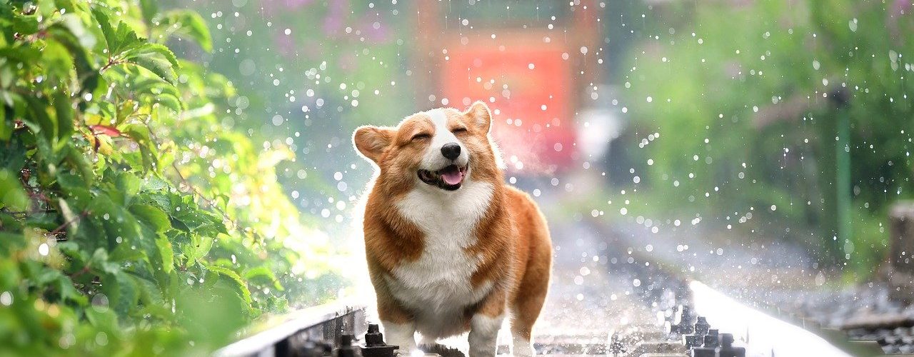 chien