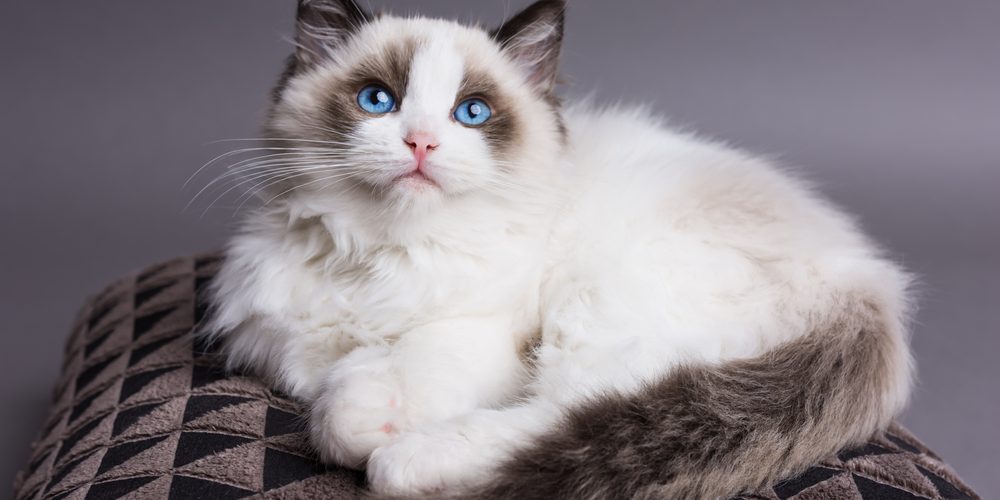 Ragdoll