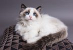 Ragdoll