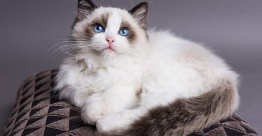 Ragdoll