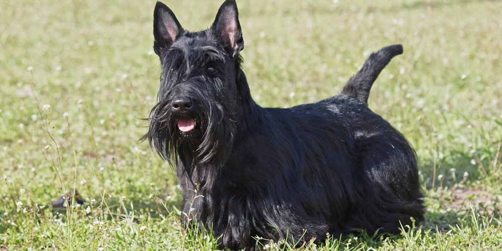 Scottish terrier