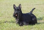 Scottish terrier