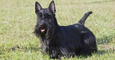 Scottish terrier