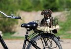 chien vélo