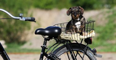 chien vélo