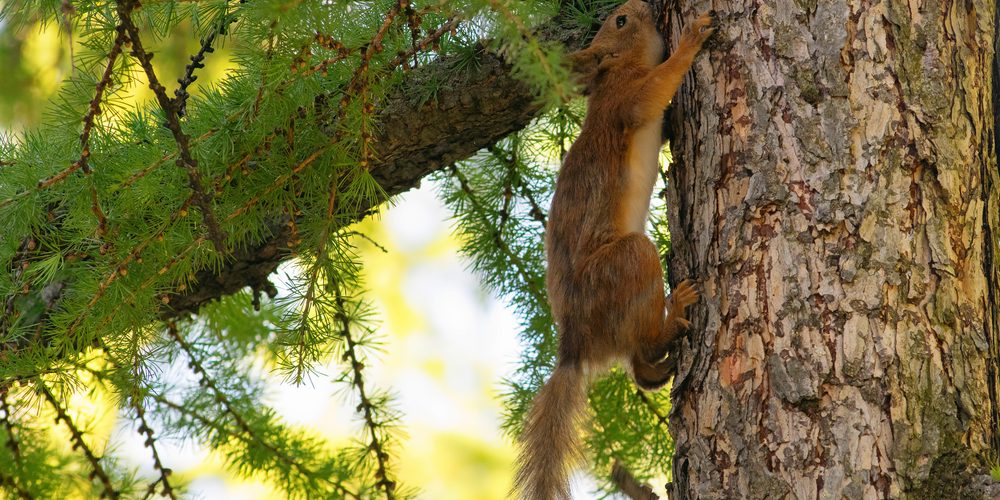 animaux sauvages