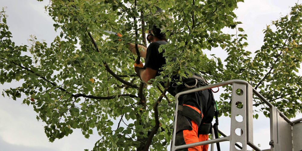 élaguer efficacement vos arbres