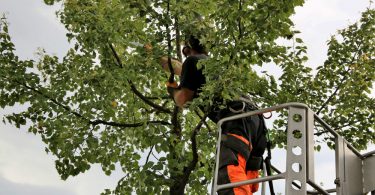 élaguer efficacement vos arbres