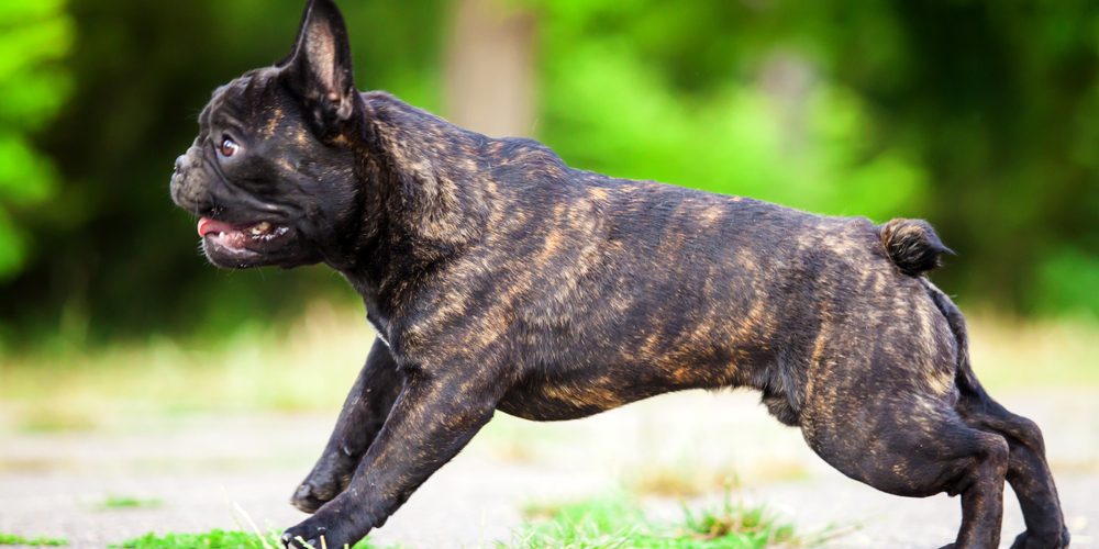 Bouledogue