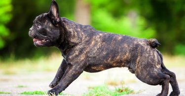 Bouledogue