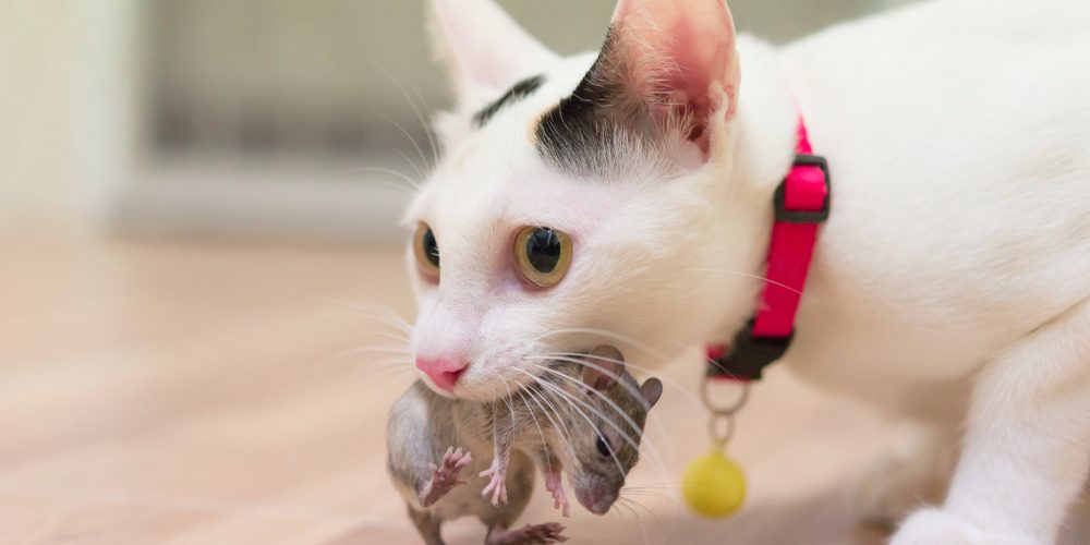 chat de ramener ses proies