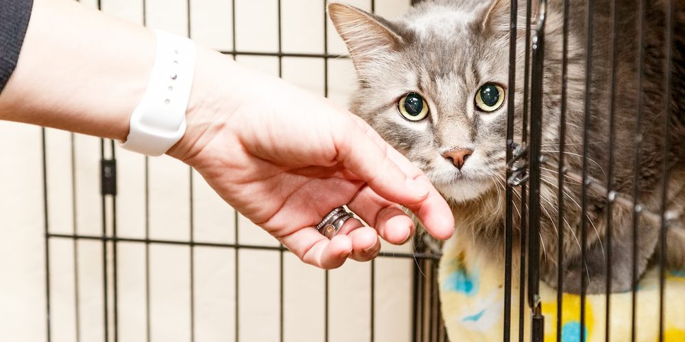 Adopter Un Chat Adulte