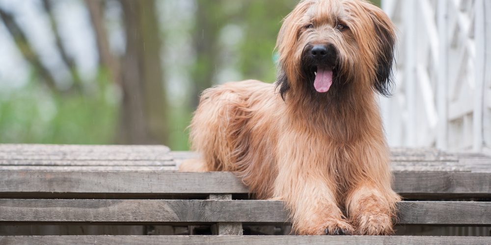 Briard