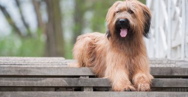 Briard