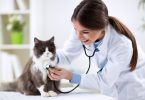 mutuelle santé pour chat