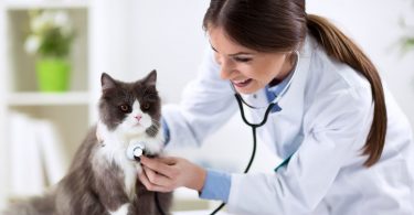 mutuelle santé pour chat