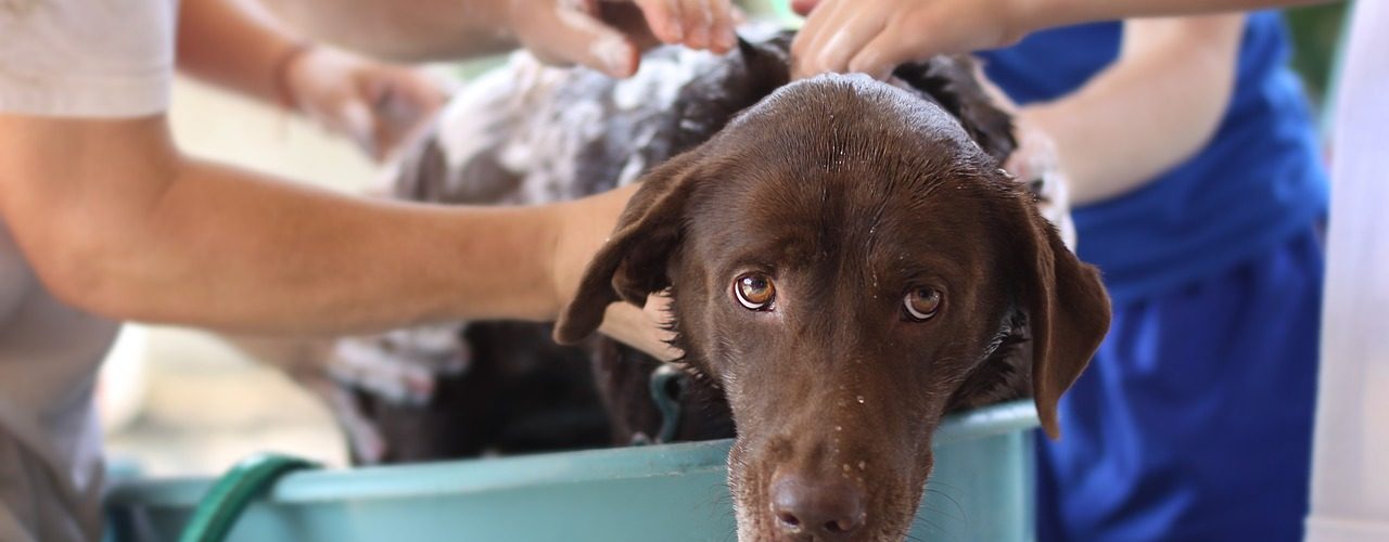 laver chien shampoing