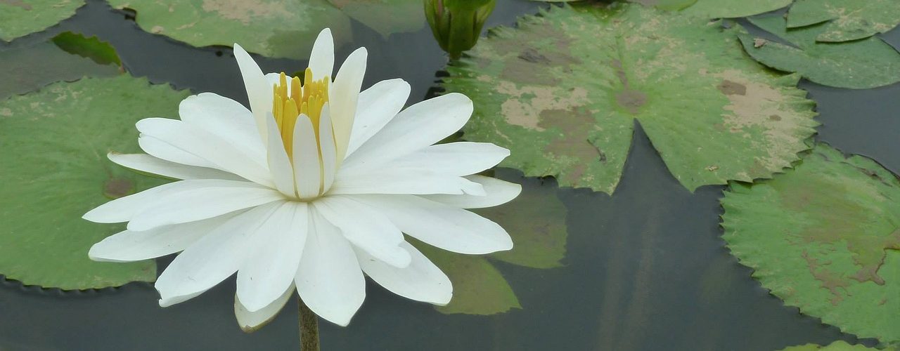 phytoépuration
