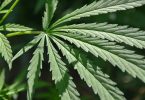 cbd